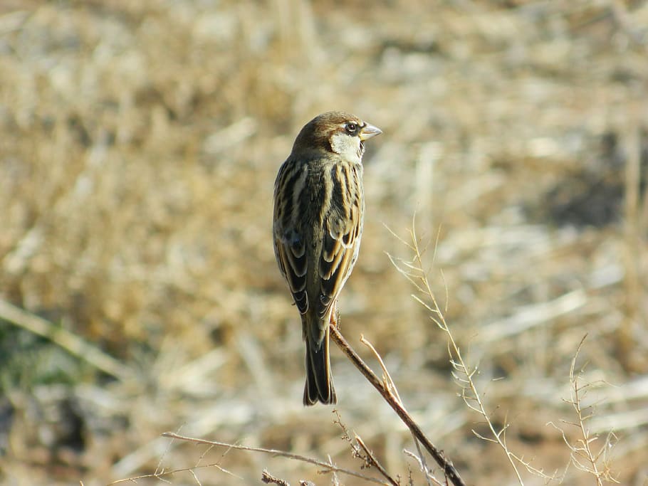bush sparrow, wild, their case, animal wildlife, animals in the wild HD wallpaper