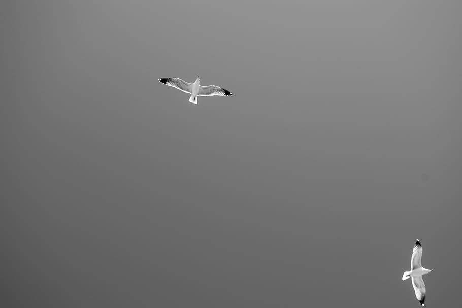 seagulls, flight, wings, sky, nature, flying, dom, marina, animals in the wild HD wallpaper