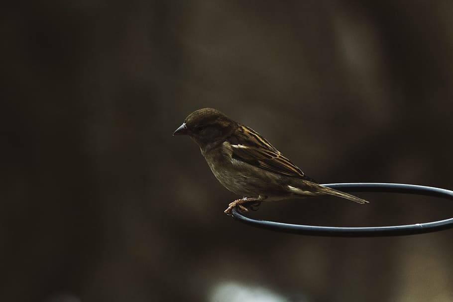 sparrow on black ring shallow focus photography, dark, bird HD wallpaper