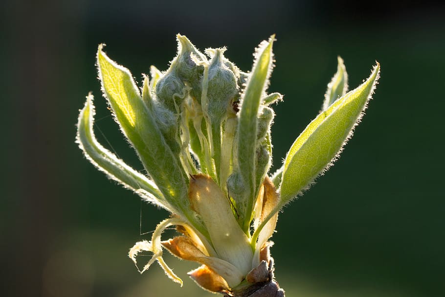 nature, plant, leaf, flower, close, pear, blossom, bloom, close-up HD wallpaper
