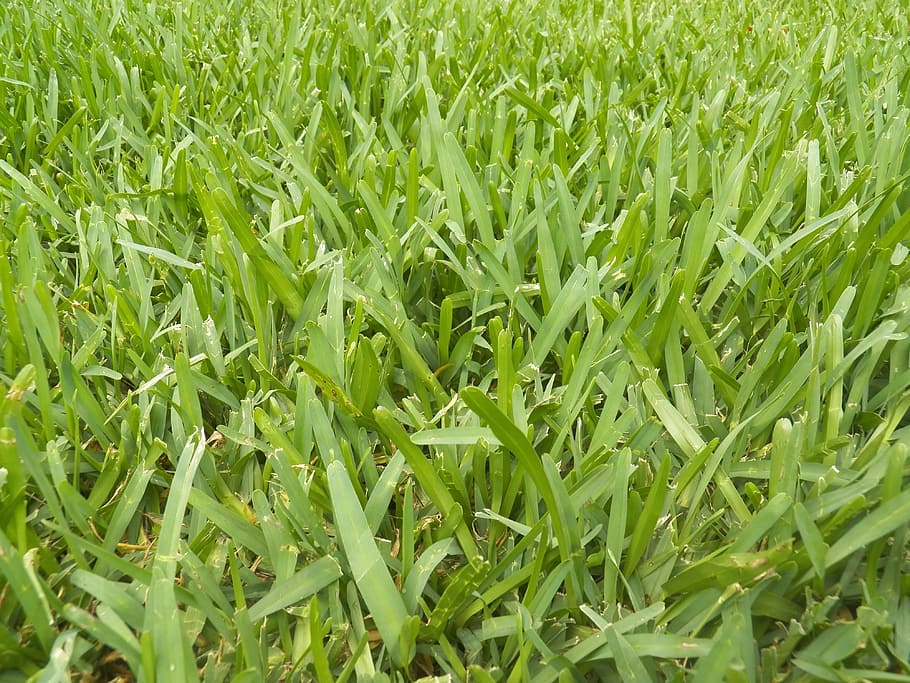 Grass, Lawn, Texture, Plants, green, nature, green Color, field HD wallpaper