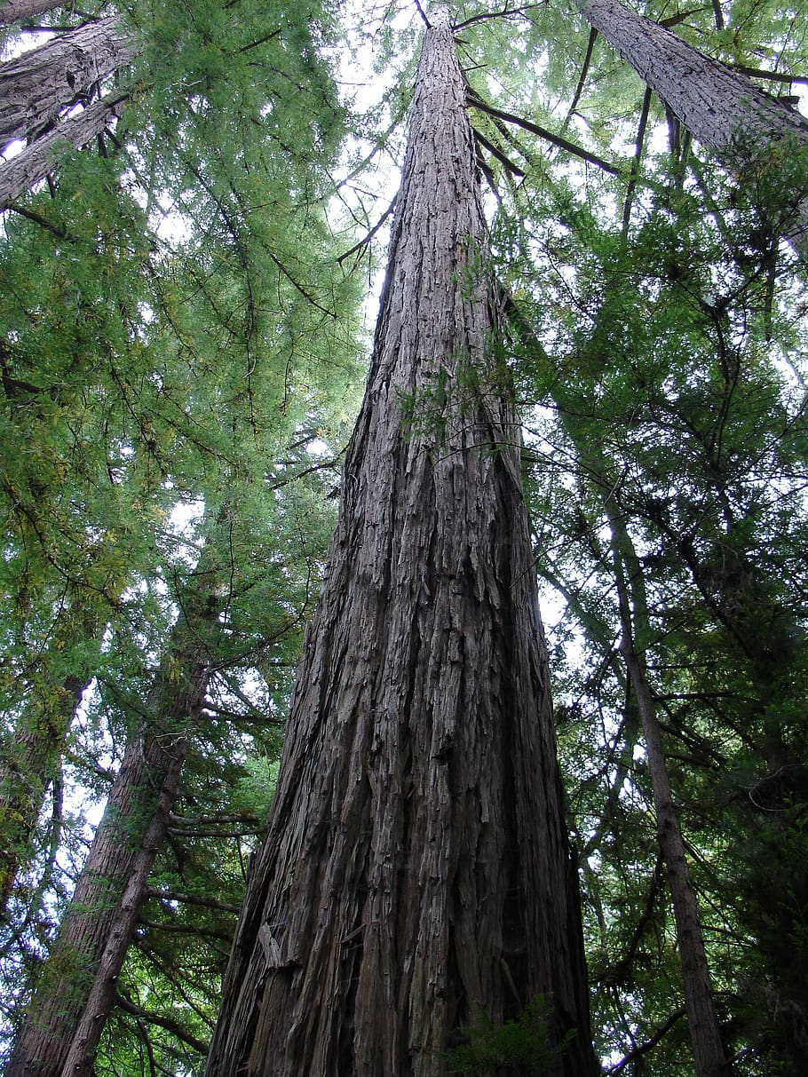 wood, nature, tree, large, plant, trunk, tree trunk, forest HD wallpaper