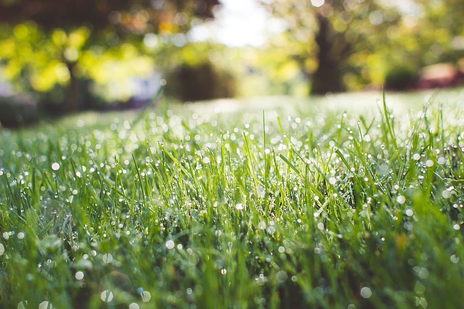 green, grass, nature, field, wet, raining, plant, selective focus HD wallpaper