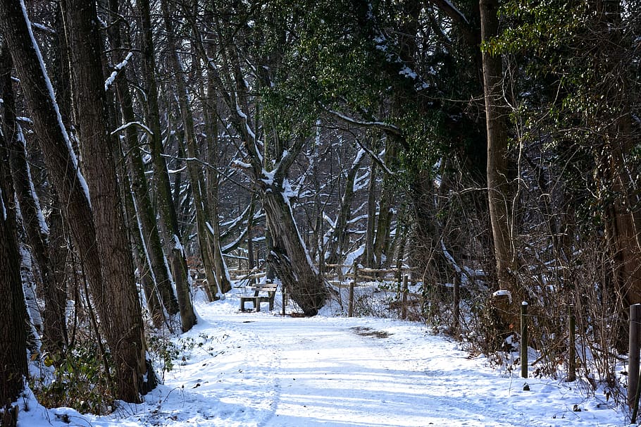 winter, snow, forest, away, trees, wintry, winter forest, snowy HD wallpaper
