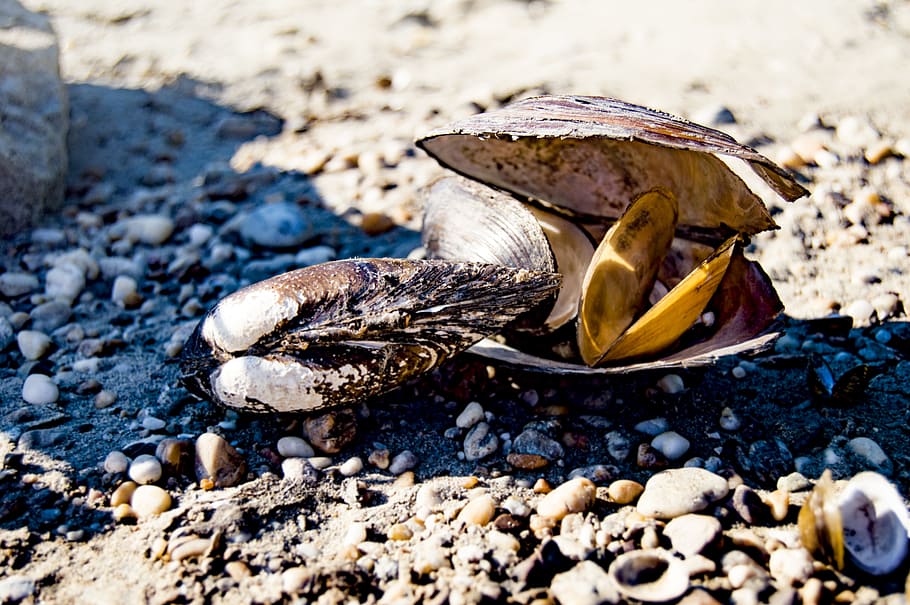 shells, summer, coast, sea shells, beach, sand, vacation, nature HD wallpaper