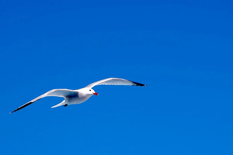 blue, bird, fly, sky, nature, wildlife, animal, seagull, flying HD wallpaper