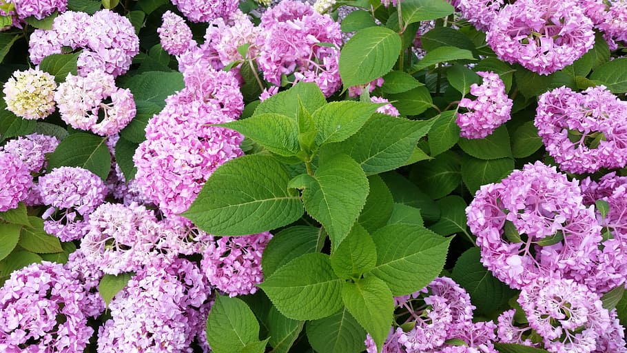 flower, flora, nature, leaf, floral, garden, blooming, flowering plant HD wallpaper