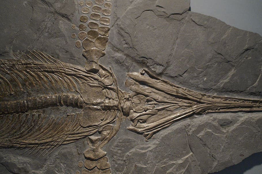ichthyosaurs, fossil, skeleton, fossilized, petrification, stone, HD wallpaper