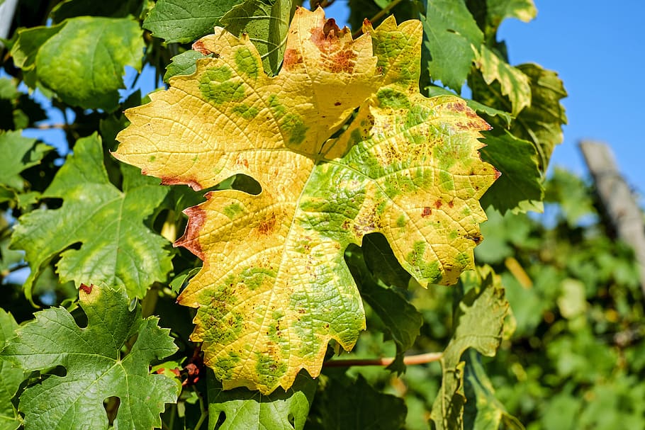 focus photo of green leaves, wine leaf, color, vine, fall foliage HD wallpaper