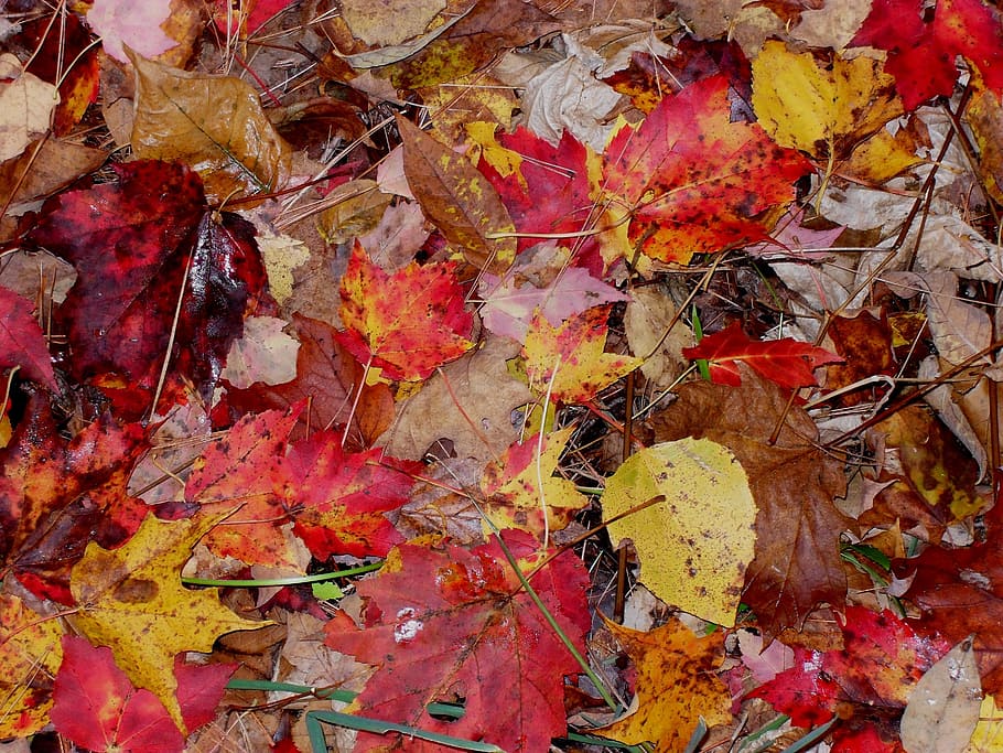 fall, leaves, moist, autumn, season, orange, red, leaf, color HD wallpaper