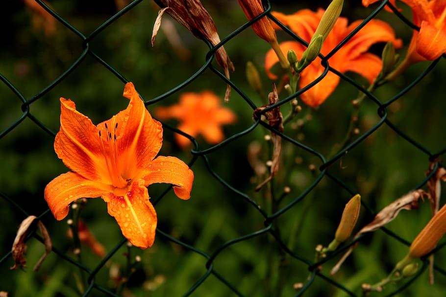 flower, blossom, bloom, caught, fence, grid, plant, spring HD wallpaper