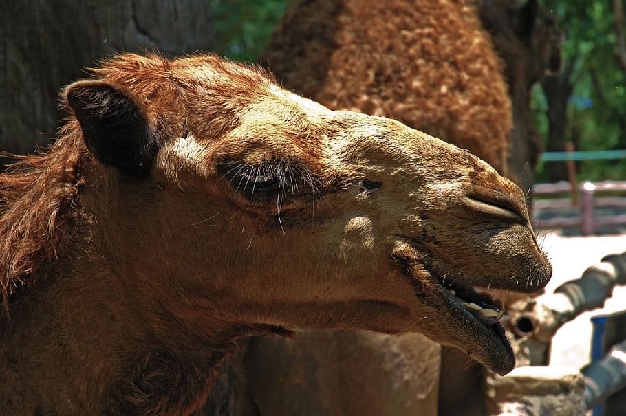 camel, dromedary, portrait, mammal, animal themes, domestic animals, HD wallpaper