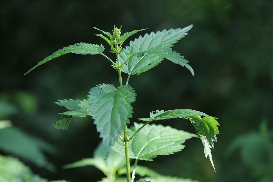 Stinging Nettle, Plant, Nature, green, nettles, leaf, green color, HD wallpaper