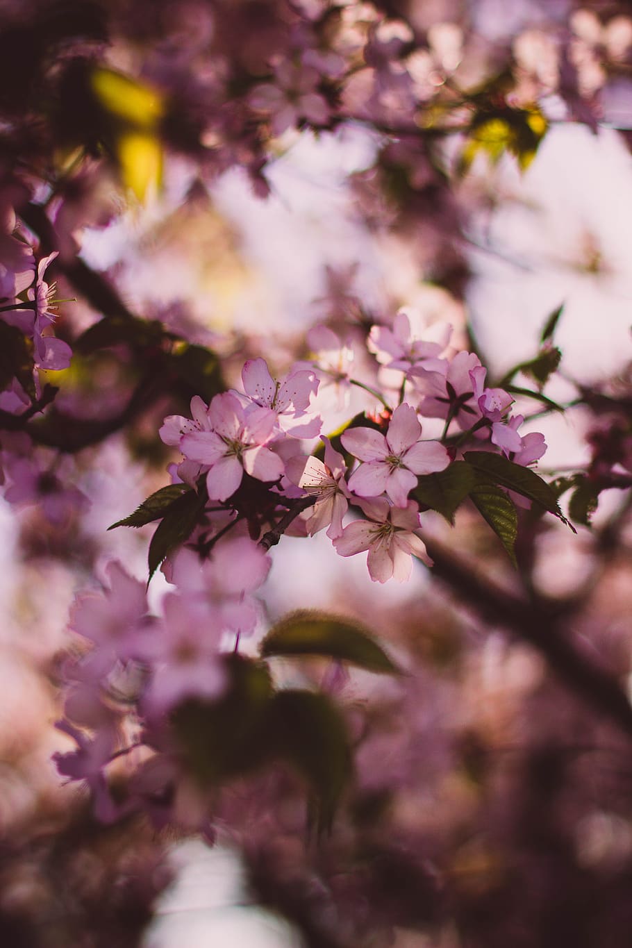 macro shot photography of pink rose, blossom, branches, flora HD wallpaper