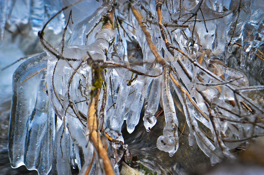 branch, ice, tree, winter, nature, water, cold, frost, frozen HD wallpaper