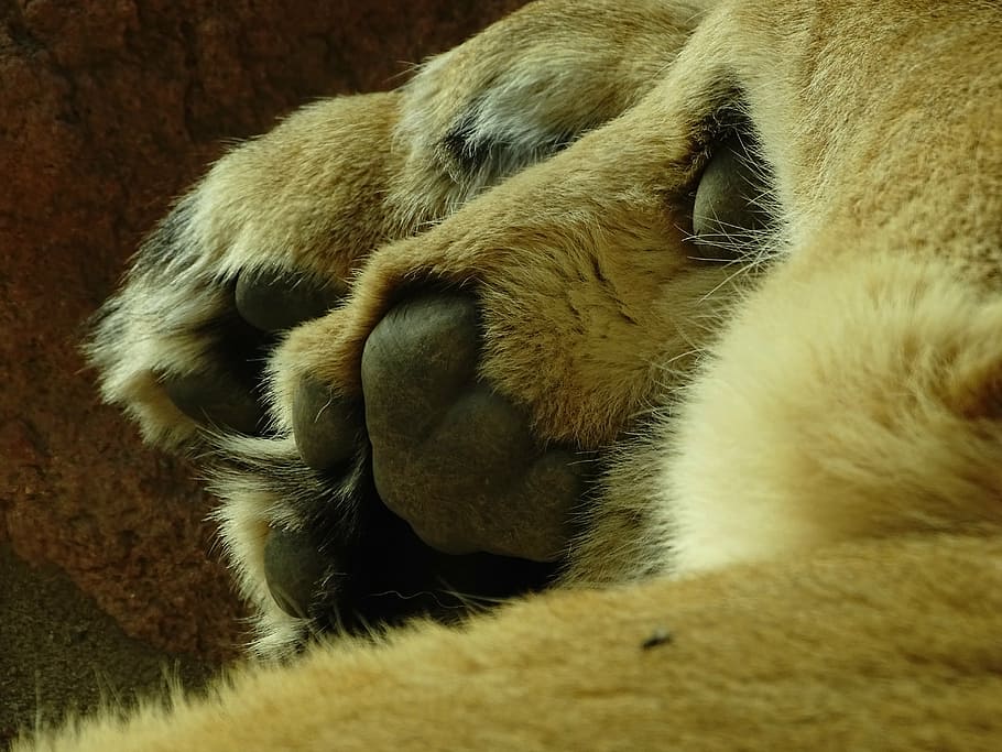 lion, paw, animal themes, one animal, mammal, domestic animals HD wallpaper