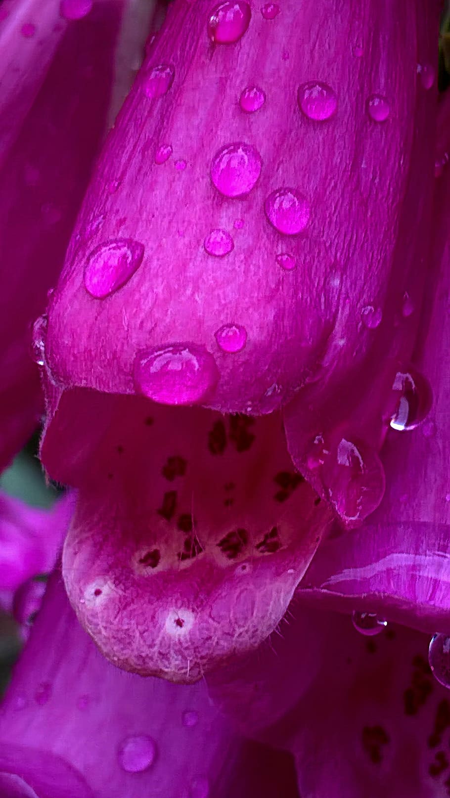 Drops, Nature, Macro, Raindrop, detailed, pink color, flower HD wallpaper