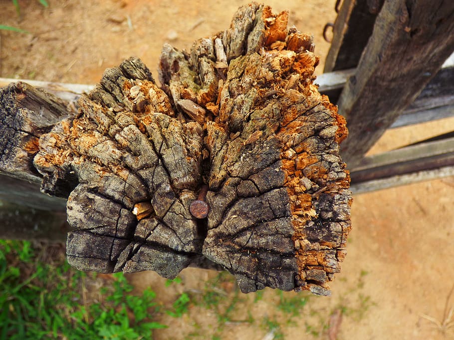 Trunk, Tree, Nature, Wood, Leaves, forest, green, landscape HD wallpaper