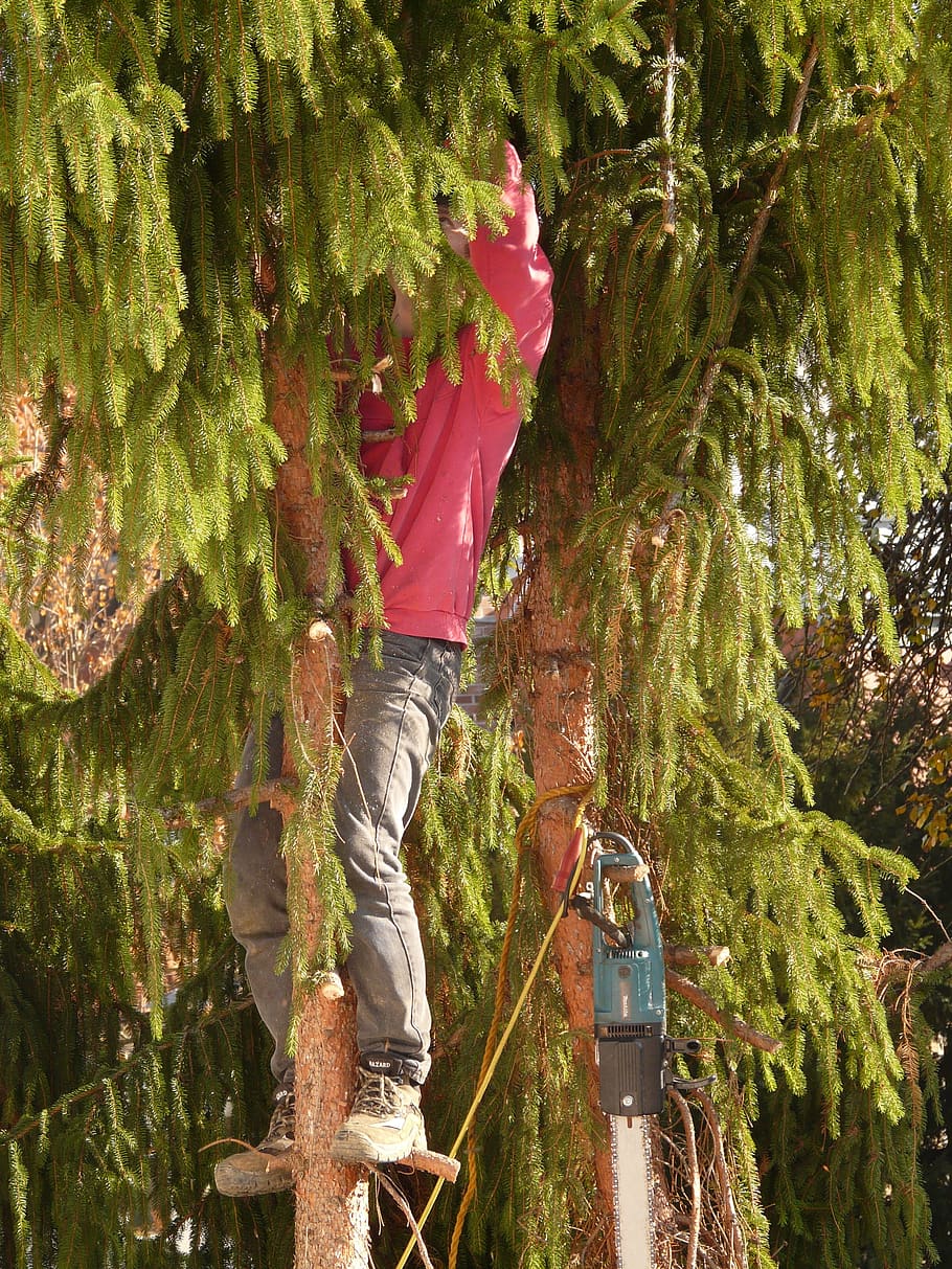 forest work, tree, cases, woodworks, saw, fir tree, dangerous HD wallpaper