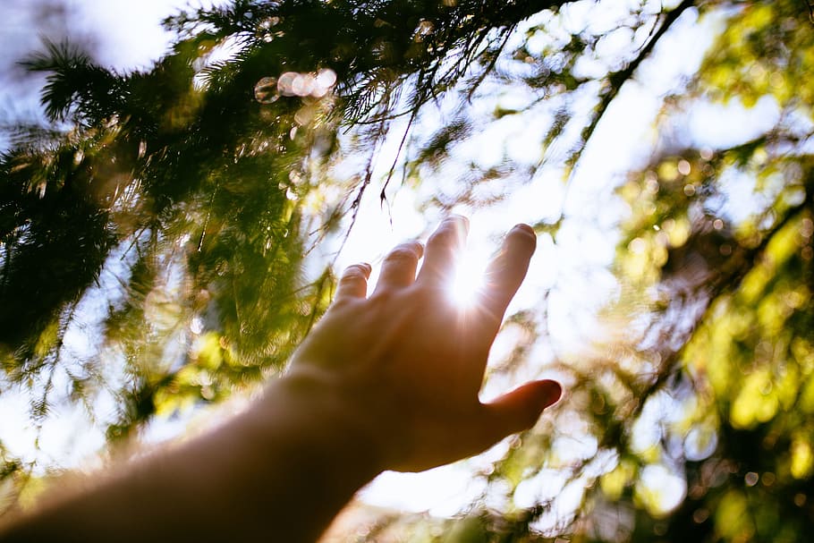hand, tree, leaves, sunlight, sunny, sunrise, sunshine, nature HD wallpaper