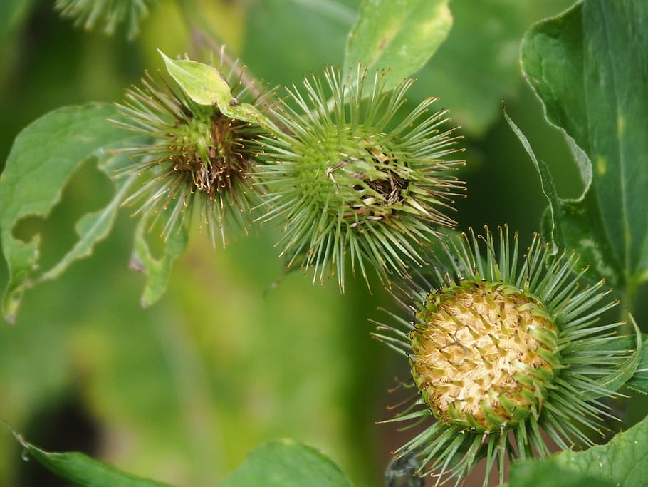 thistle, burdock, prickly, plant, flora, hook and ring thistle HD wallpaper