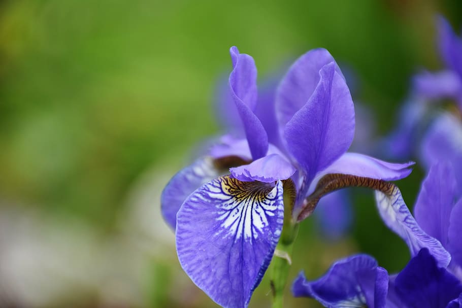 purple-and-white irises flowers in bloom at daytime, flora HD wallpaper
