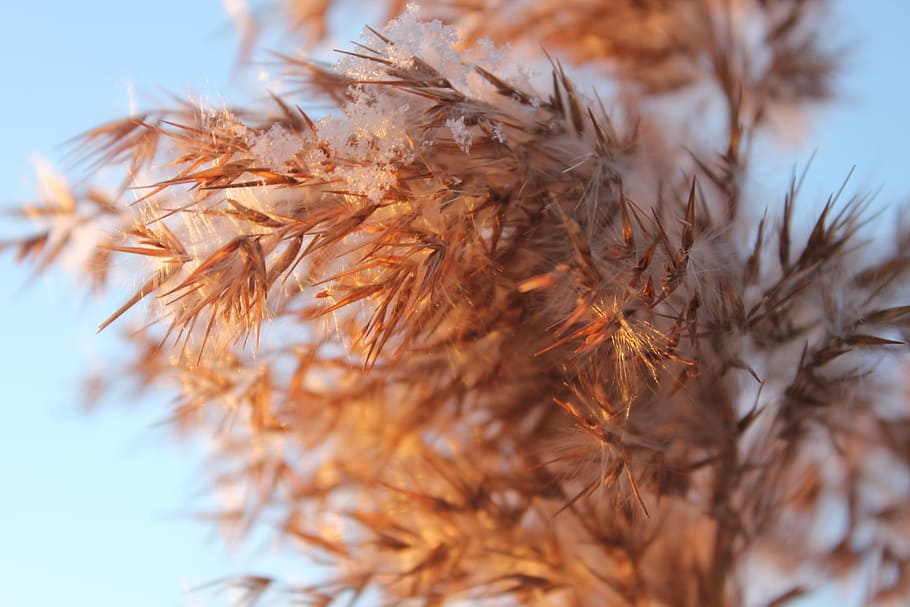 Grass, Gold, Dry, Heaven, Winter, dry grass, snow, flakes, nature HD wallpaper