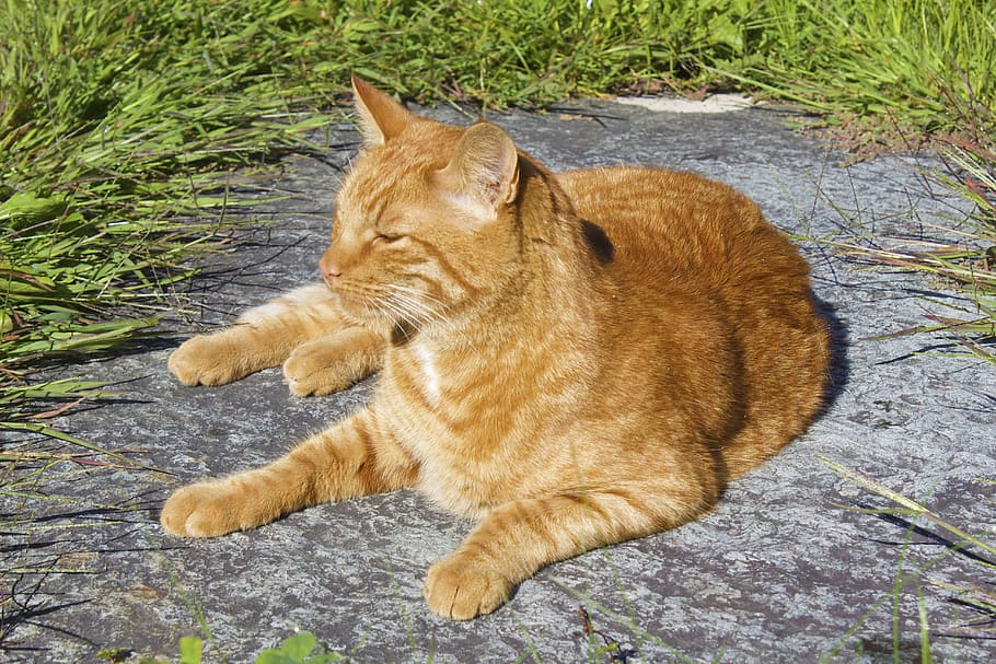 cat, red, pet, fur, cute, domestic, ginger, striped, relax HD wallpaper