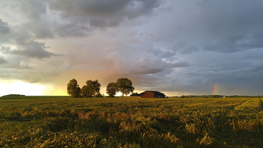 Nature, Field, Barn, Clouds, Weather, crop, agriculture, landscape HD wallpaper