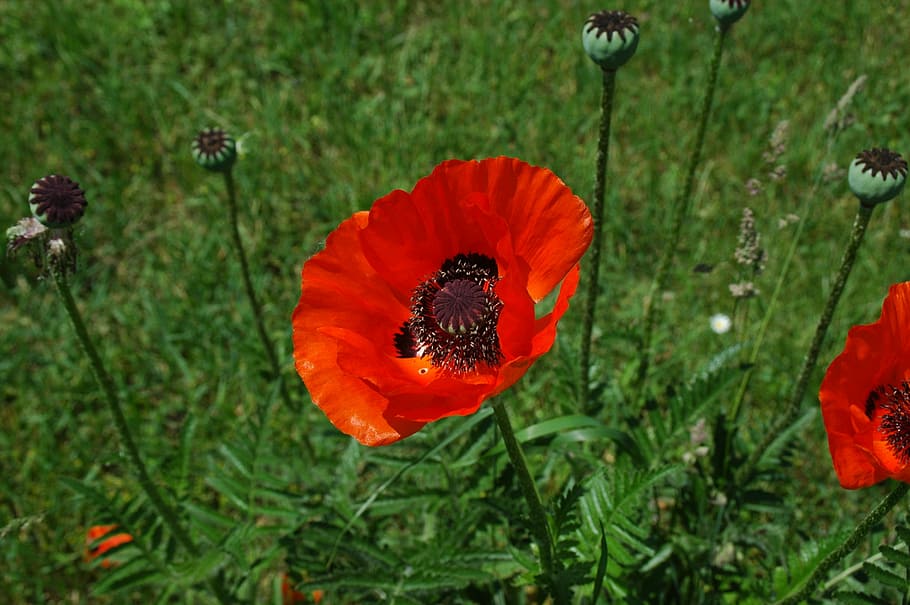 klatschmohn, red, flower, nature, poppy, boll, flowering plant HD wallpaper