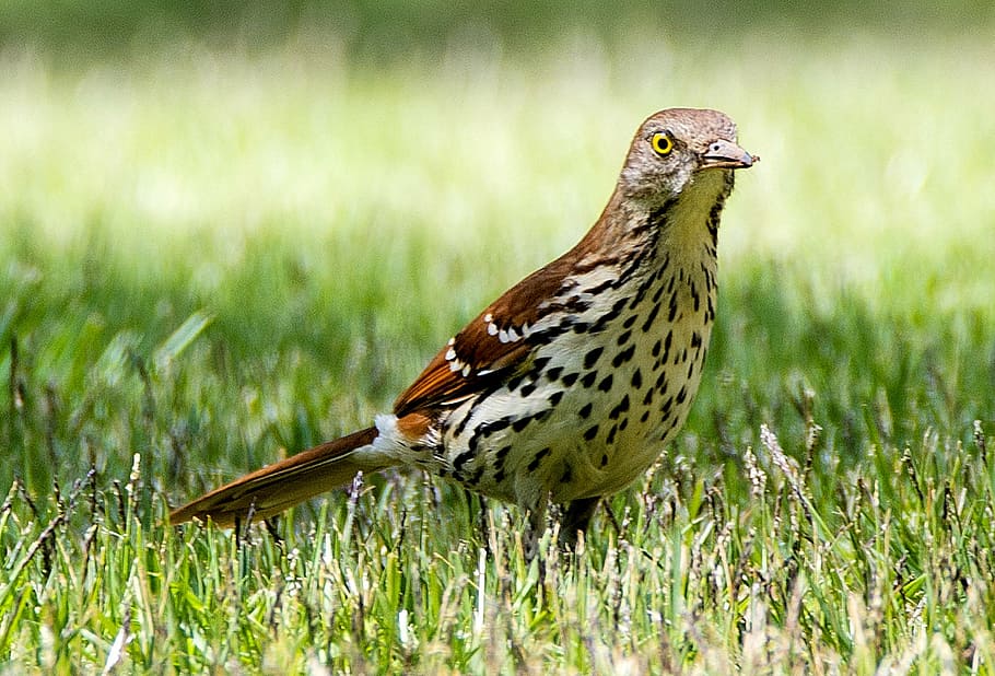 bird, animal, wildlife, yard, spring, outdoor, cute, one animal HD wallpaper