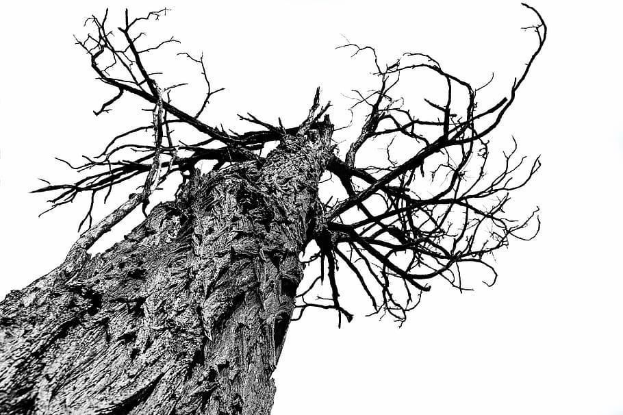 bark, branch, close-up, daylight, dry, environment, fall, low angle shot HD wallpaper