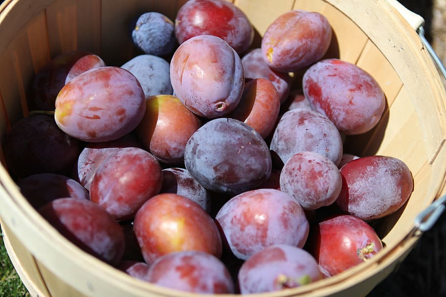 basket of peach, plums, fruit, harvest, organic, healthy, fresh, HD wallpaper
