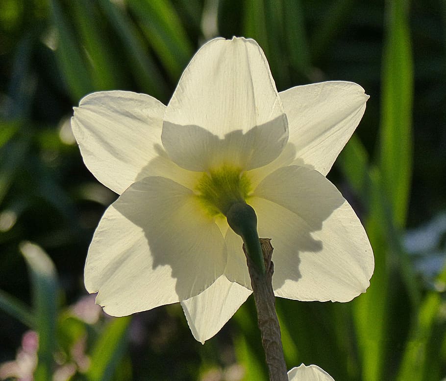 Flower, Nature, Light, Sun, Petals, plant, spring, narcissus HD wallpaper