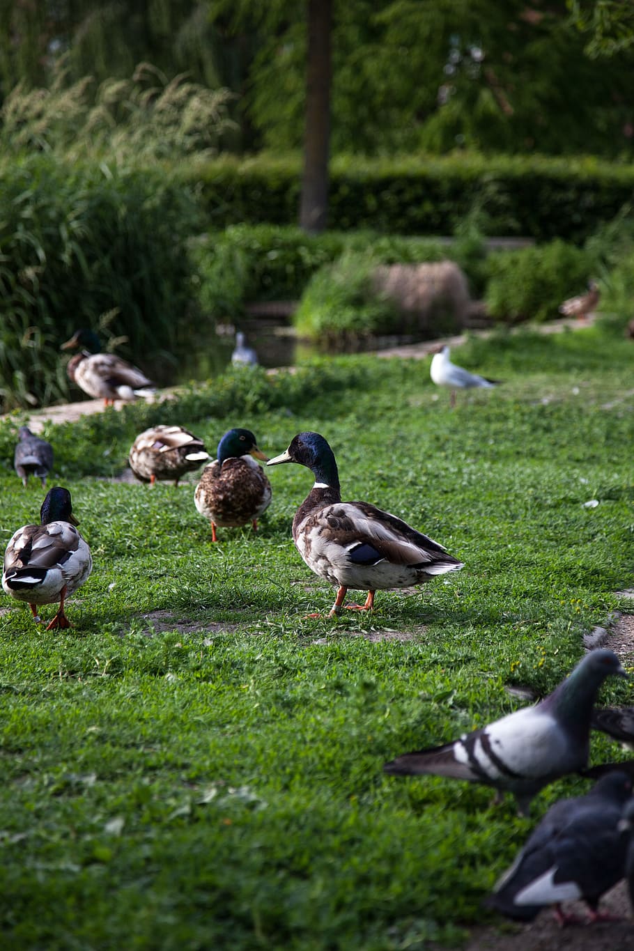 Пернатые в парках. Hyde Park утки. Измайловский парк кряквы. Пехра парк утки. Птицы водоемов.