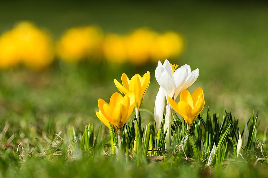 crocus, isolated, bokeh, meadow, spring, grass, nature, yellow HD wallpaper