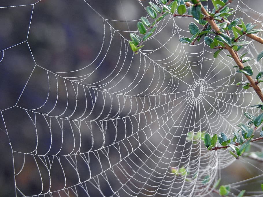 canvas, spider web, fragility, close-up, vulnerability, nature HD wallpaper