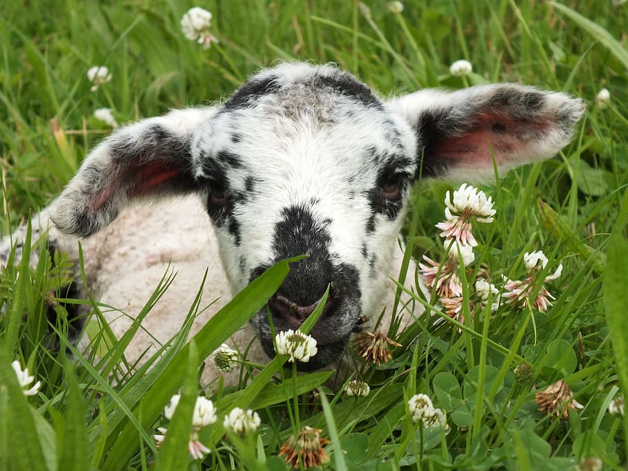 lamb, sheep, schäfchen, young animals, animal world, spring HD wallpaper