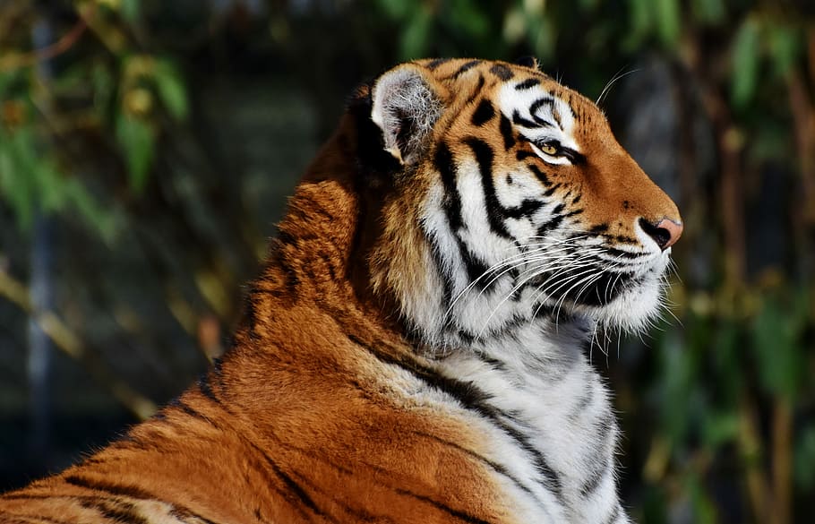 selective focus photography of tiger, cat, predator, wildcat HD wallpaper