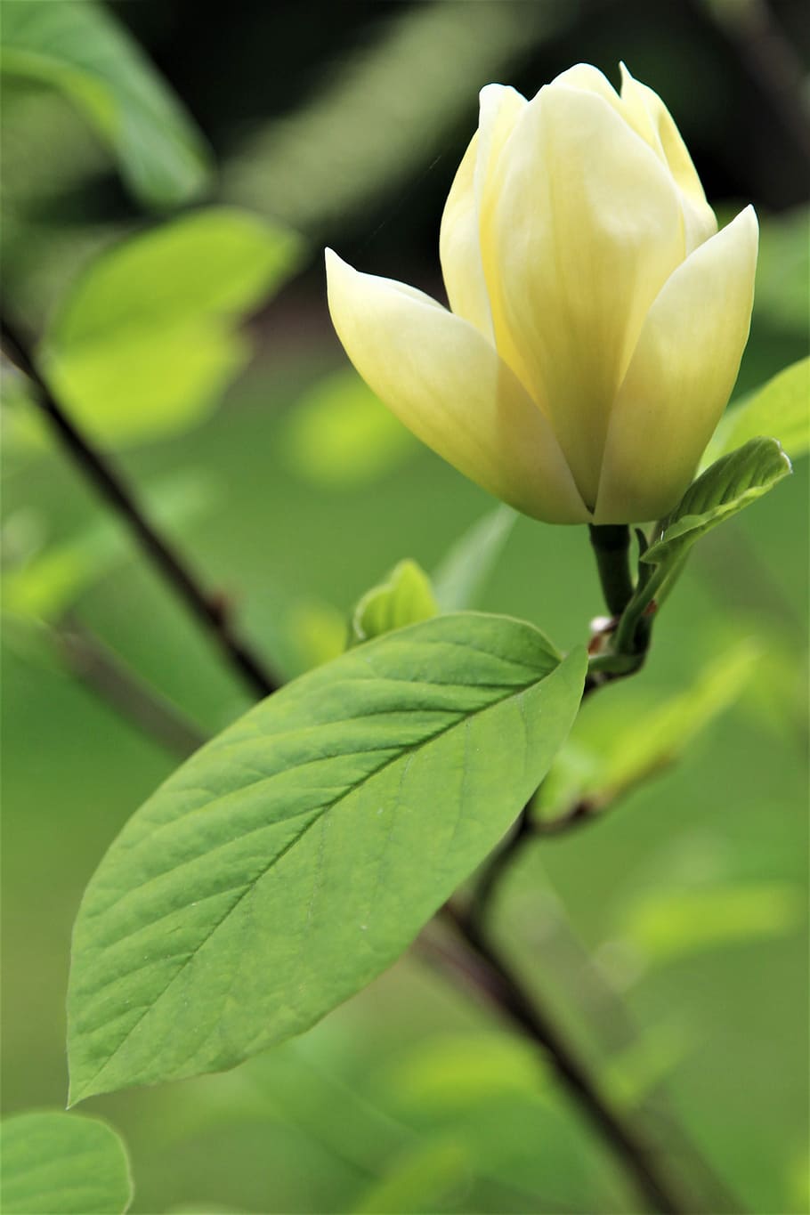 tree, flower, bloom, nature, flora, plant, beauty in nature HD wallpaper