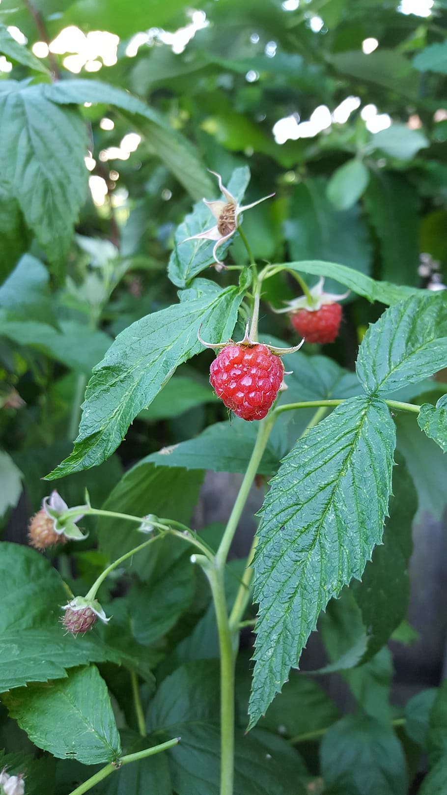 raspberry, red, fruit, leaf, plant part, food, growth, food and drink HD wallpaper