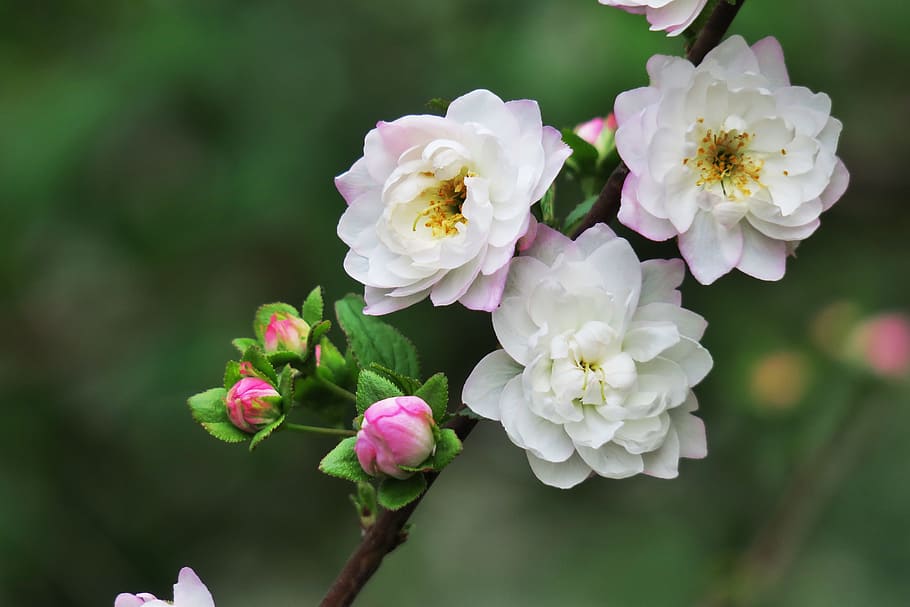 focused photo of white flower, tree, nature, branch, plant HD wallpaper