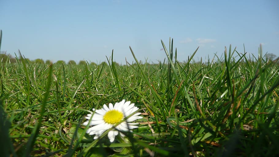 daisy, flower, grass, meadow, nature, idyll, wildflower, spring HD wallpaper