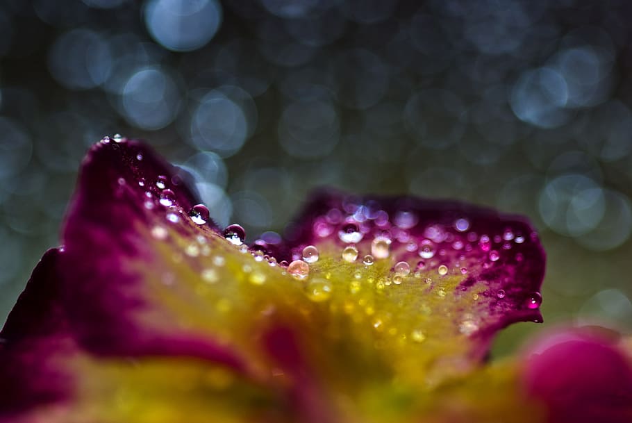 close-up photograph of pink and yellow petaled flower with water droplets HD wallpaper