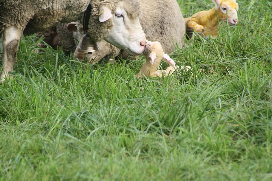 sheep, birth, lamb, meadow, mammal, animal themes, grass, domestic animals HD wallpaper