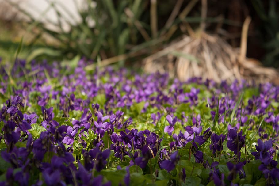 violets, flowers, flower bed, flowering plant, purple, freshness HD wallpaper