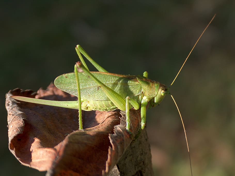 insect, grasshopper, konik, green, macro, animal themes, one animal HD wallpaper