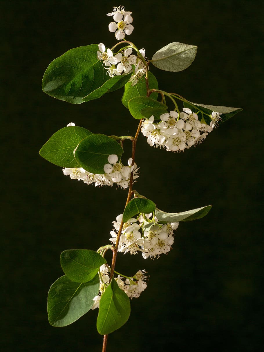 Bush, Blossom, Bloom, Macro, Spiere, flowering shrub, spring flower HD wallpaper