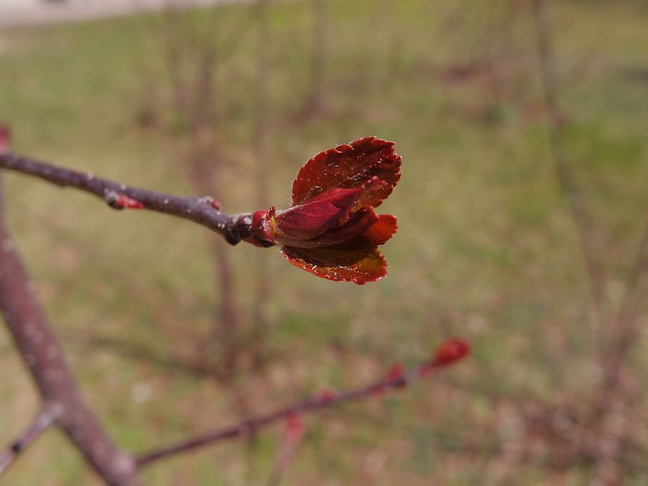 trees, leaves, red, kidney, young leaves, young foliage, branch HD wallpaper