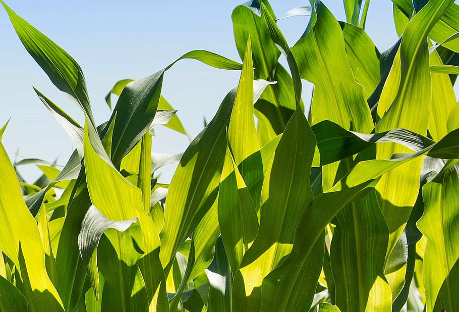 corn, corn husks, foliage, green, leaves, agriculture, nature HD wallpaper